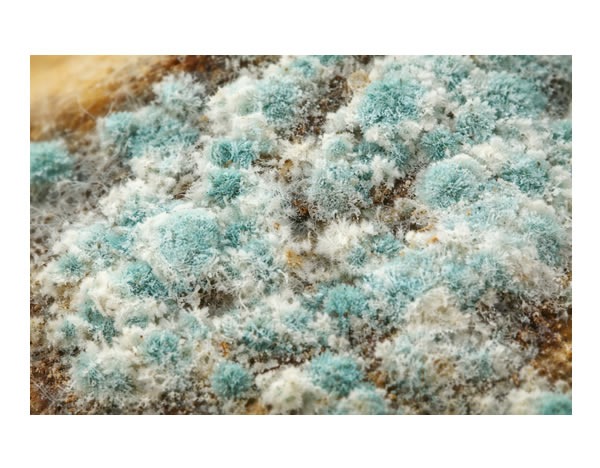 Schimmelbefall in der N&auml;he von 79227 Schallstadt